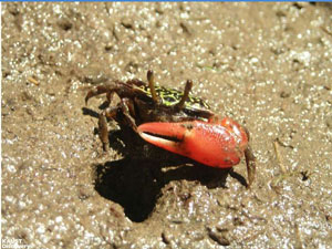 burrowing-crab