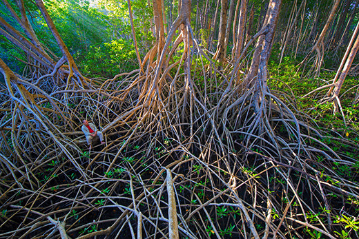 Octavio Aburto Art of Mangroves