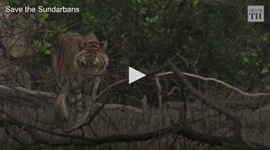 Tiger_Sundarbans