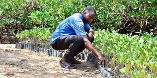 mangrove-nursery