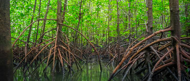 mangrove