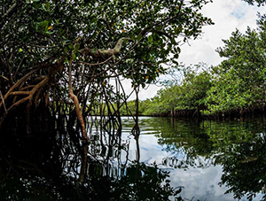 bermuda-mangroves