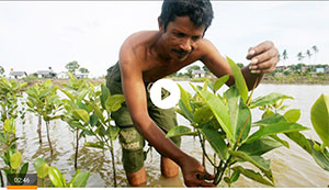 indonesias-mangrove-recovery